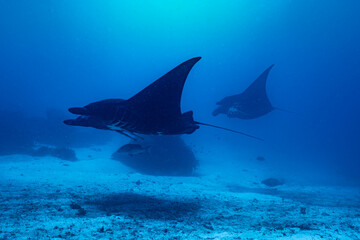 Fototapeta premium Mobula alfredi in the Blue — Raja Ampat, Indonesia