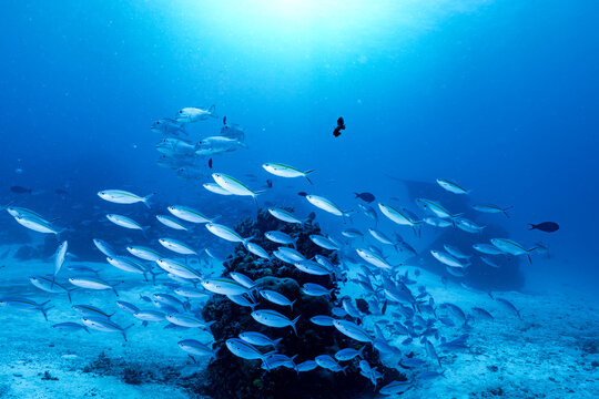 Mobula alfredi in the Blue &mdash; Raja Ampat, Indonesia