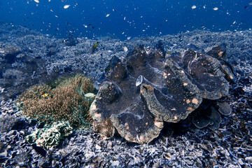 Giant Clam (Tridacna gigas) Resting on Tropical Reef Seafloor © Francesco