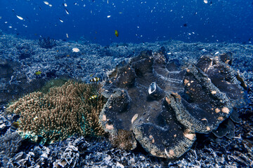 Giant Clam (Tridacna gigas) Resting on Tropical Reef Seafloor © Francesco