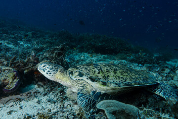 Fototapeta premium Chelonia mydas at Rest — Raja Ampat, Indonesia