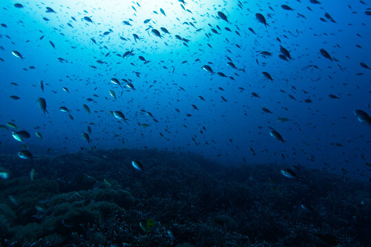 School of Chromis Damselfish in Blue Open Water Above Coral Reef