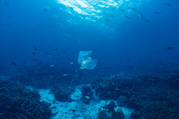 Obraz premium Plastic Bag Drifting in Open Blue Water, Marine Pollution Concept