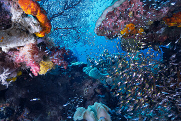 Schooling glassfish in the coral reefs of  Raja Ampat, Indonesia © Francesco