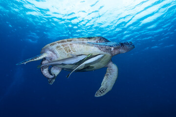 Chelonia mydas swimming — Raja Ampat, Indonesia © Francesco