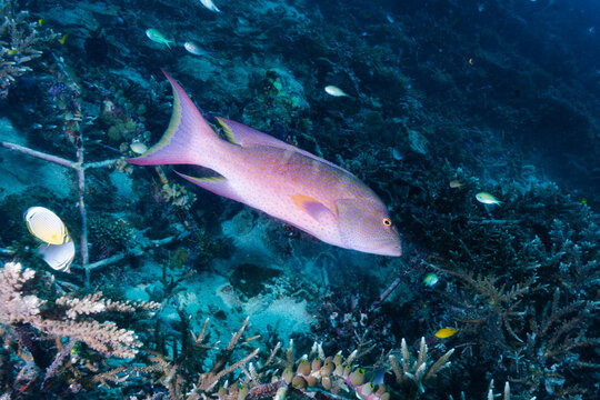 Yellow-edged Lyretail Variola louti