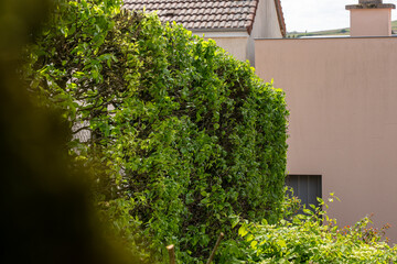 Haie basse de fusains panachés vert et jaune longeant un mur de maison clair, avec un jeu d'ombres portées et une bordure de jardin structurée. © Thomas