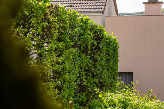 Haie basse de fusains panach&eacute;s vert et jaune longeant un mur de maison clair, avec un jeu d'ombres port&eacute;es et une bordure de jardin structur&eacute;e.