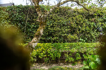 Fototapeta premium Haie basse de fusains panachés vert et jaune longeant un mur de maison clair, avec un jeu d'ombres portées et une bordure de jardin structurée.