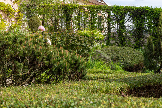 Jardin r&eacute;sidentiel luxuriant avec haie de plantes grimpantes, arbustes vari&eacute;s et terrasse en dalles claires pour un am&eacute;nagement paysager paisible et moderne.