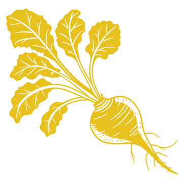 yellow beet silhouette on white background