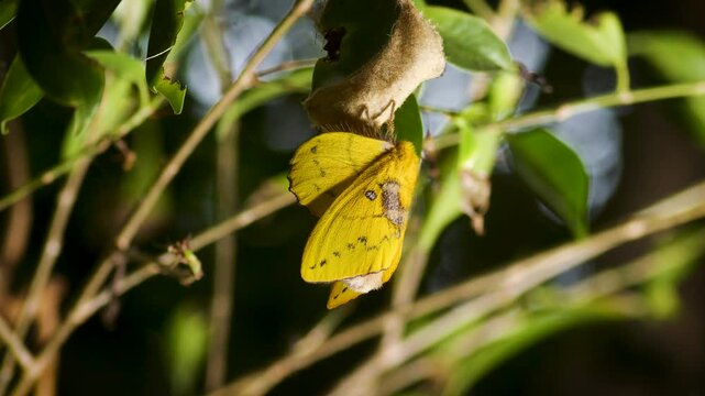 Closeup of yellow Lappet Moth resting on a leaf and dark background.