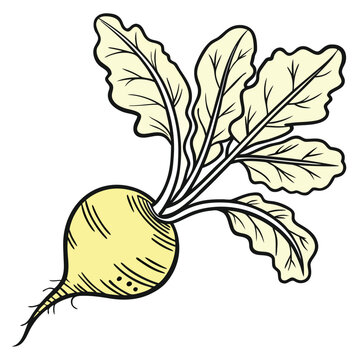 yellow beet with leaves