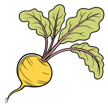 yellow beet colorful on white background