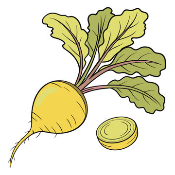 yellow beet colorful on white background