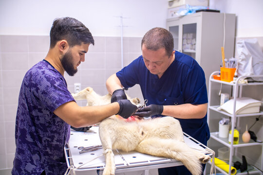 Veterinary clinic, surgeon performs sterilization surgery on a husky dog. Close-up of the surgery, veterinarian stitches up the wound.