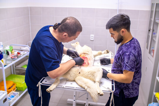 Veterinary clinic, surgeon performs sterilization surgery on a husky dog. Close-up of the surgery, veterinarian stitches up the wound.