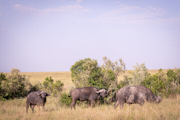Kenia masái mara animales salvajes   © Nómadas Ocasionales