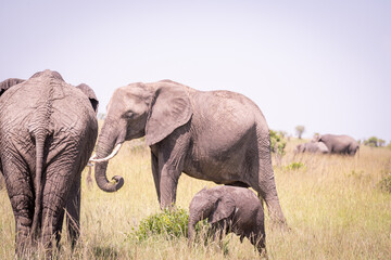 Kenia masái mara animales salvajes   © Nómadas Ocasionales