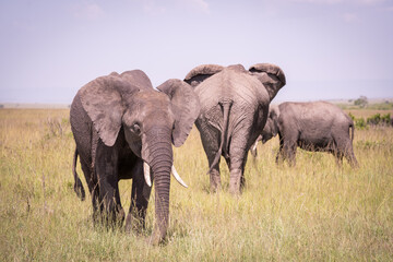 Kenia masái mara animales salvajes   © Nómadas Ocasionales