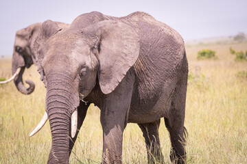 Kenia masái mara animales salvajes   © Nómadas Ocasionales