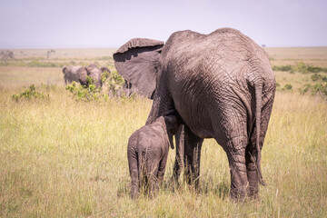 Kenia masái mara animales salvajes   © Nómadas Ocasionales