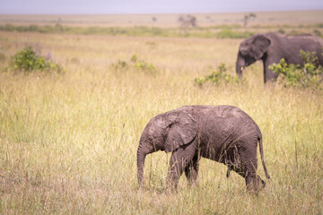 Kenia masái mara animales salvajes   © Nómadas Ocasionales