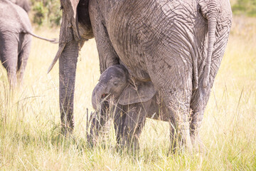 Kenia masái mara animales salvajes   © Nómadas Ocasionales