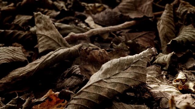 Dead brown leaf close up Autumn Fall scene stock footage