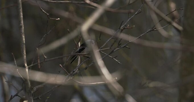 long-tailed tit Small Bird with Charming Features on a Thin Branch