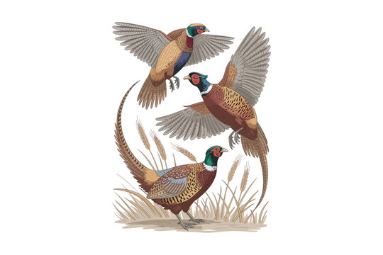 Three ring necked pheasants with wheat stalks detailed vector illustration on transparent background high-quality professional modern elegant stylish clean crisp vibrant.