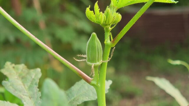 Okra , Okra improves the digestive system.