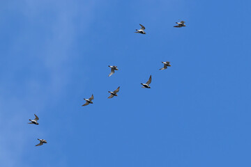Fototapeta premium flock of European golden plover (Pluvialis apricaria) in flight, partly in full breeding plumage, found at Texel in the Netherlands