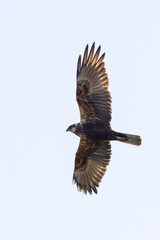 Obraz premium adult female western marsh harrier (Circus aeruginosus) in flight, found at Texel in the Netherlands