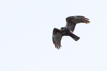 Obraz premium adult female western marsh harrier (Circus aeruginosus) in flight, found at Texel in the Netherlands