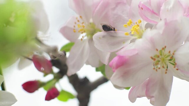 Bee Collecting Pollen on Apple Blossom. Spring Pollination in Soft Natural Light. &bull;	Close-up of a honey bee collecting pollen from delicate apple blossoms in soft natural light. 