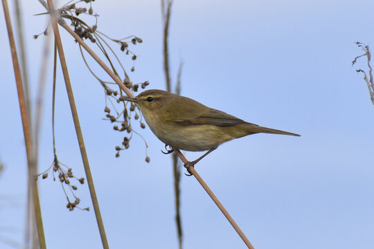 Mosquitero com&uacute;n
