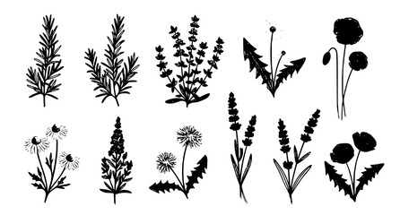 Fototapeta premium Botanical illustration a collection of hand drawn wildflowers and herbaceous plants