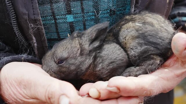 Bunny resting in hands during a sunny afternoon in the park