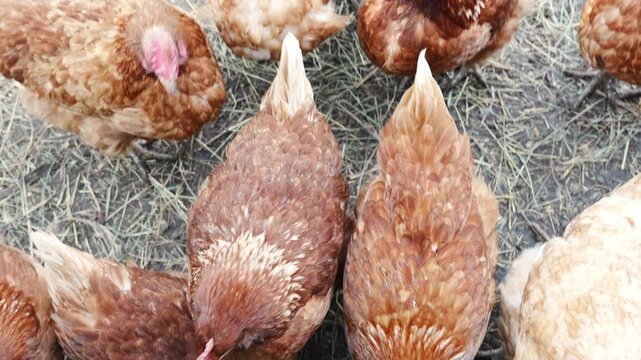 Chickens foraging on a farm in the afternoon light