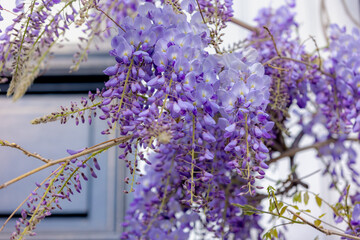 Selective focus of purple flowers Wisteria sinensis or Blue rain, Chinese wisteria is species of flowering plant in the pea family, Its twisting stems and masses of scented flowers in hanging racemes. © Sarawut