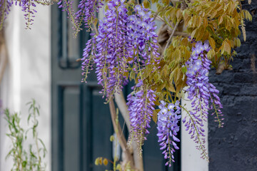 Selective focus of purple flowers Wisteria sinensis or Blue rain, Chinese wisteria is species of flowering plant in the pea family, Its twisting stems and masses of scented flowers in hanging racemes. © Sarawut