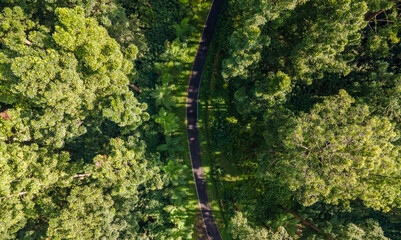 Fototapeta premium Aerial View of Road in Tropical Jungle at Morning, Scenic Nature from Above