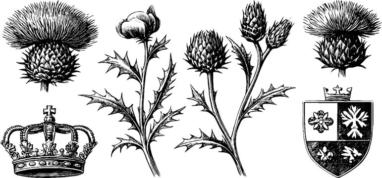 Vintage engraved celtic thistle floral and cross illustrations sheet with crowns and heraldic shield for botanical and heraldry design elements