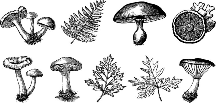 Vintage engraved chanterelles boletes and leaf clipart sheet with assorted mushrooms and foliage for rustic botanical labels and kitchen design elements
