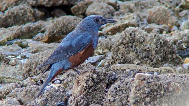 Blue rock thrush bird catching and eating a lizard on rocky ground