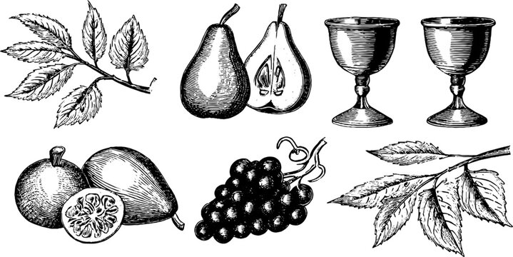Vintage engraved botanical fruit and goblet clipart sheet with pears figs grapes leaves and branches for design elements and background