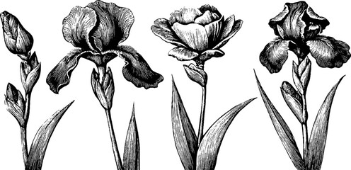 Naklejka premium Vintage engraved iris flower and bud clipart set with sword leaves for botanical background and floral design