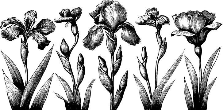 Vintage engraved iris and sword leaf floral clipart sheet with buds and blooms for botanical wallpaper and design
