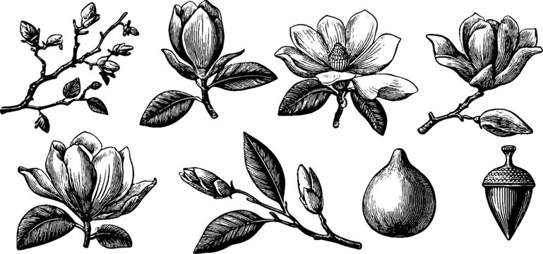 Vintage engraved magnolia elements sheet with blossoms branches buds acorn and decorative botanical pieces for design, cards, labels, banner and printable crafts